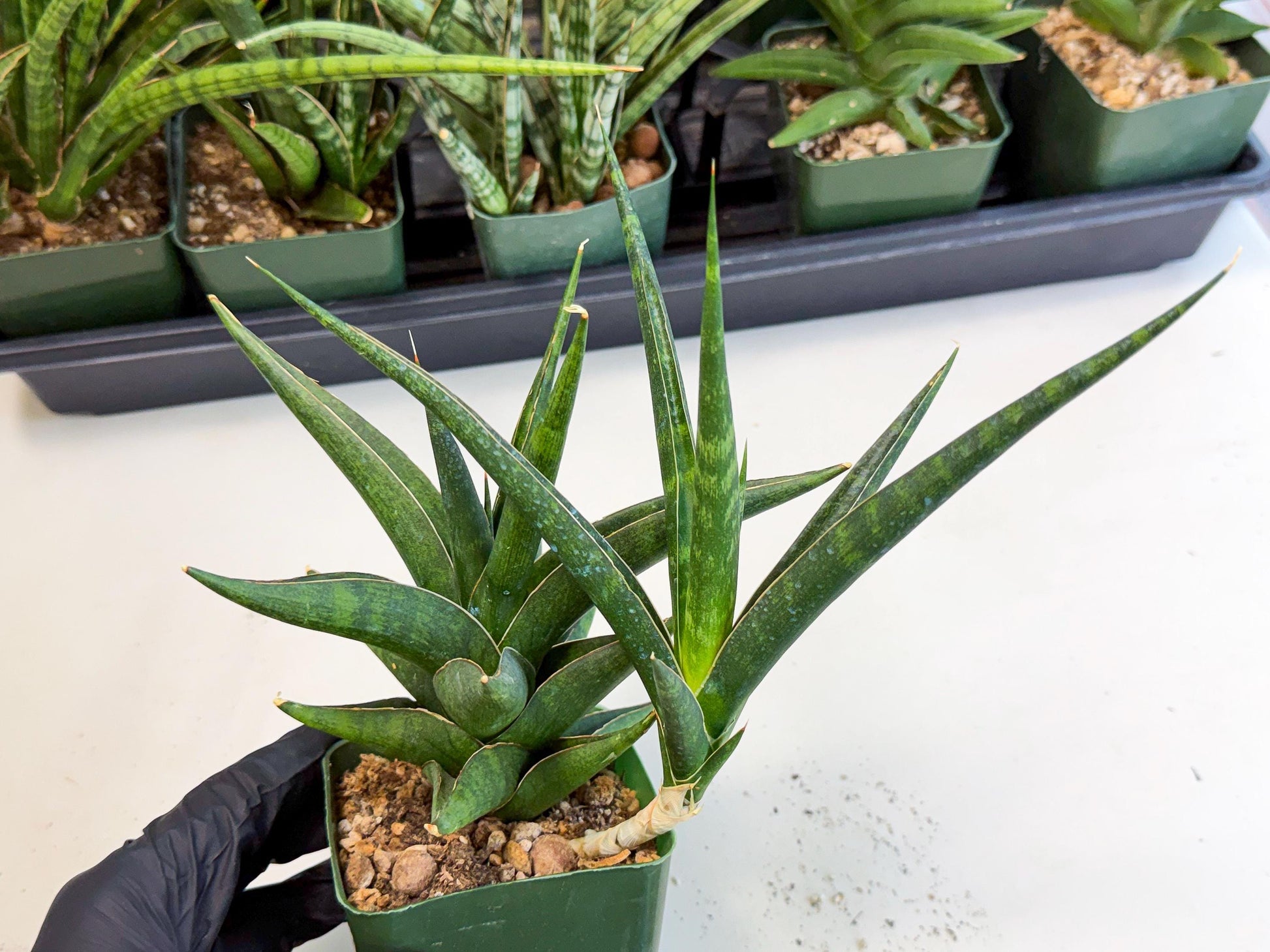 Sansevieria Prabu (xl2) (g) | Rare Snake Plant