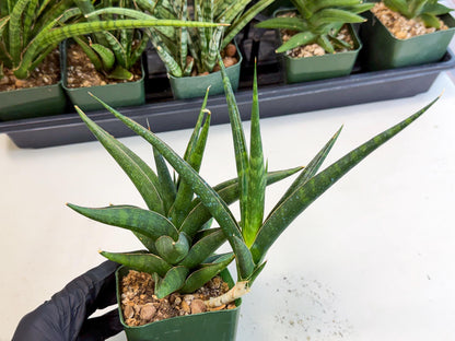 Sansevieria Prabu (xl2) (g) | Rare Snake Plant
