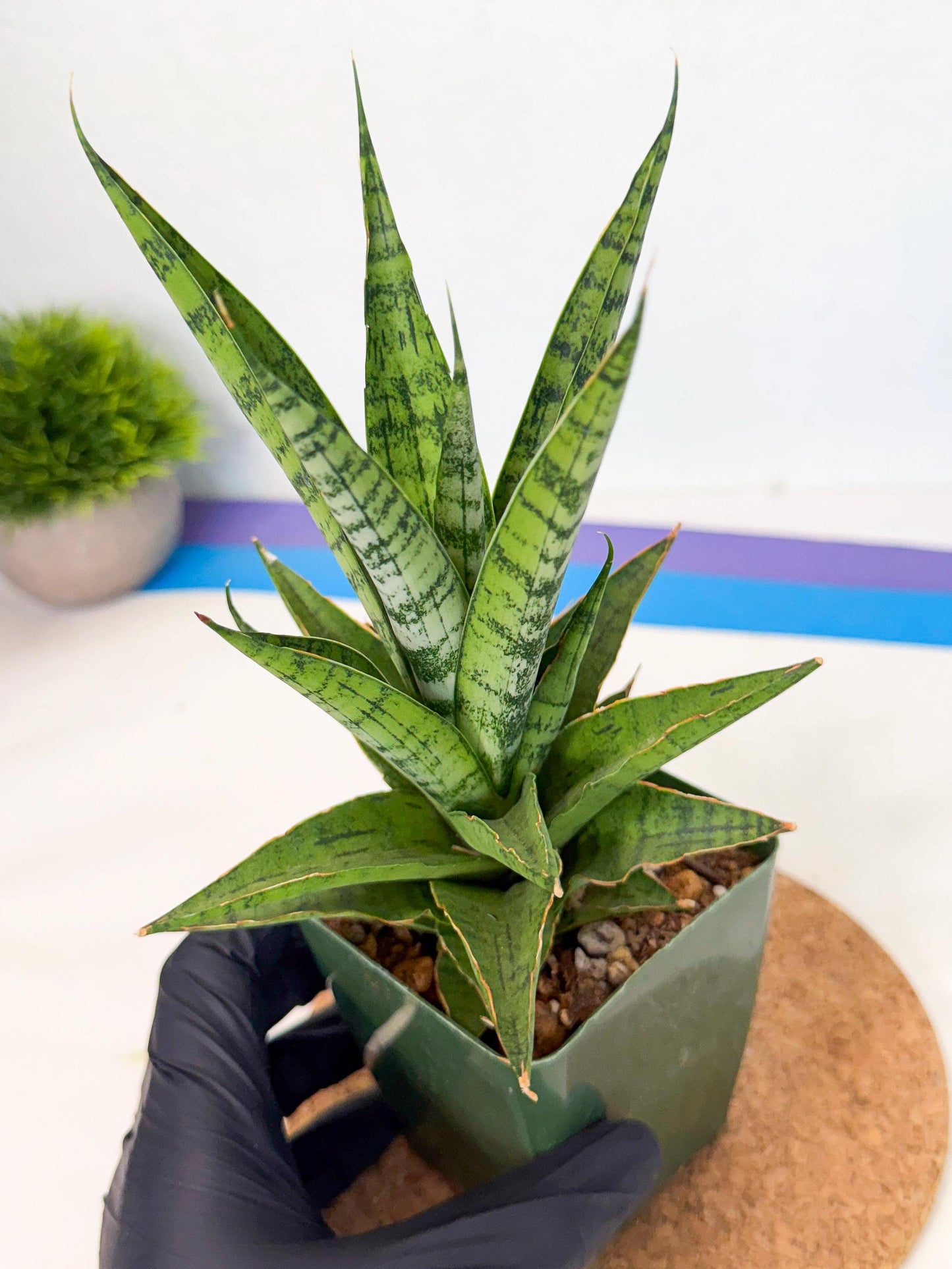 Sansevieria Snow Flake (xl2) (y) | Imported Hybrids
