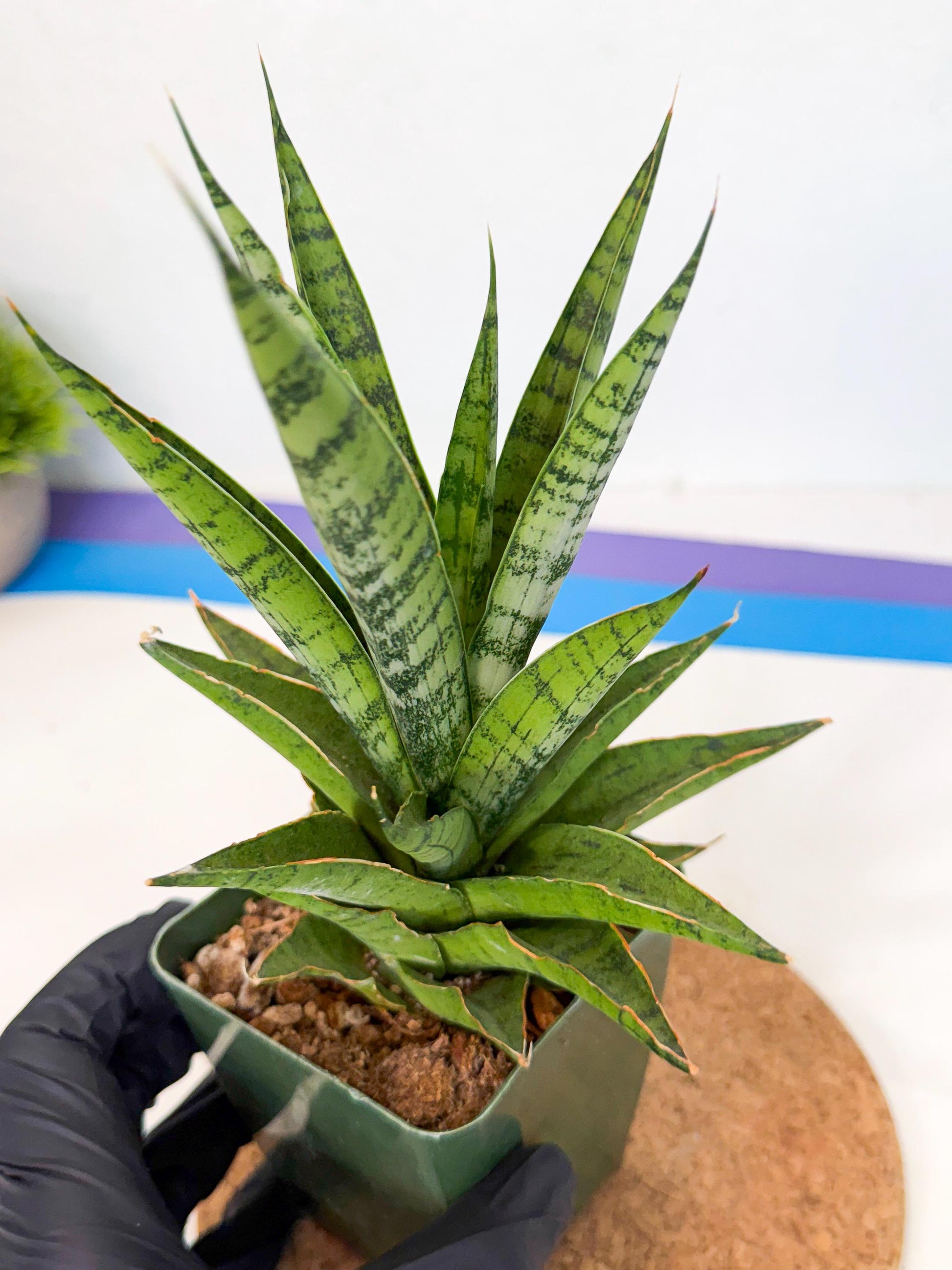 Sansevieria Snow Flake (xl2) (y) | Imported Hybrids