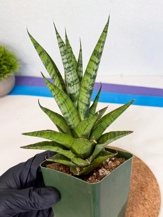Sansevieria Snow Flake (xl2) (y) | Imported Hybrids