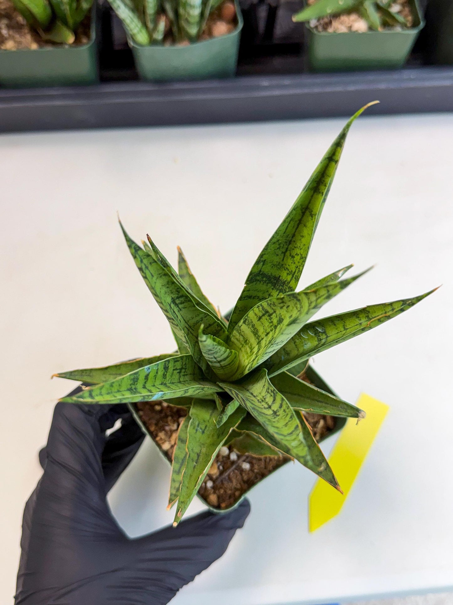 Sansevieria Snow Flake (xl2) (y) | Imported Hybrids
