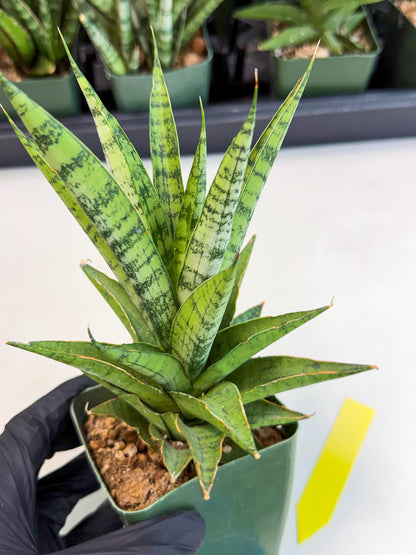 Sansevieria Snow Flake (xl2) (y) | Imported Hybrids