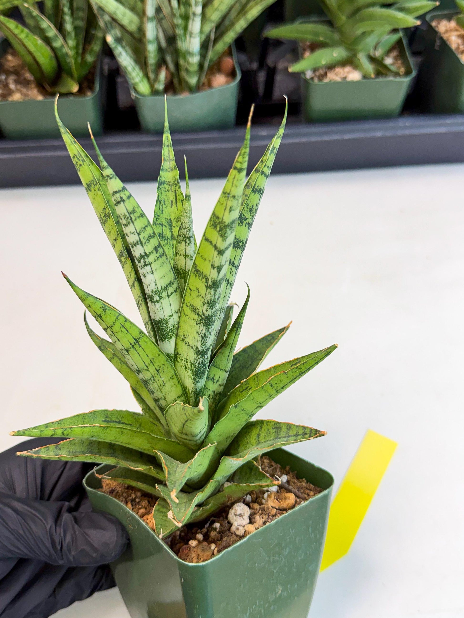 Sansevieria Snow Flake (xl2) (y) | Imported Hybrids