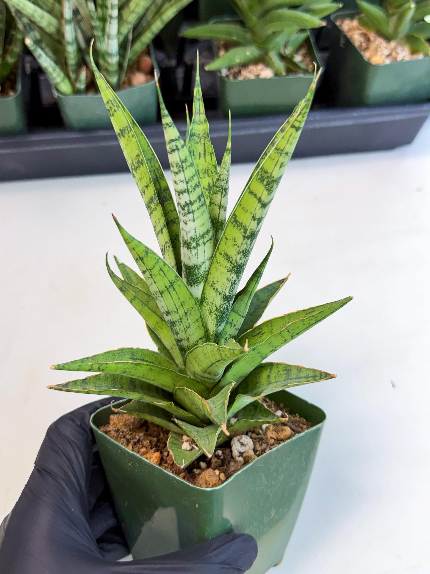 Sansevieria Snow Flake (xl2) (y) | Imported Hybrids