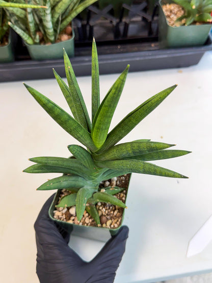Sansevieria Virdi lisciu (xl2) (1) | Rare Hybrids