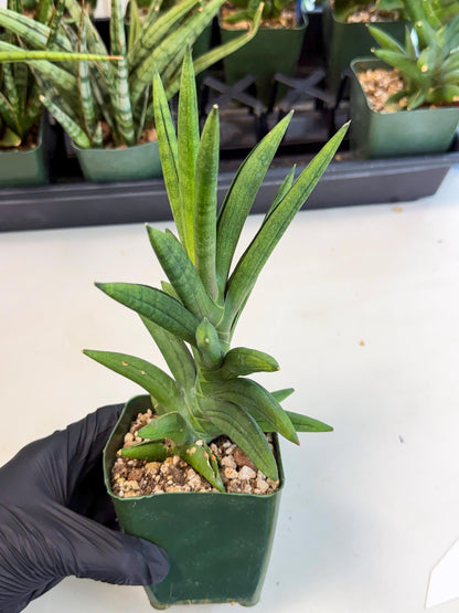 Sansevieria Virdi lisciu (xl2) (1) | Rare Hybrids