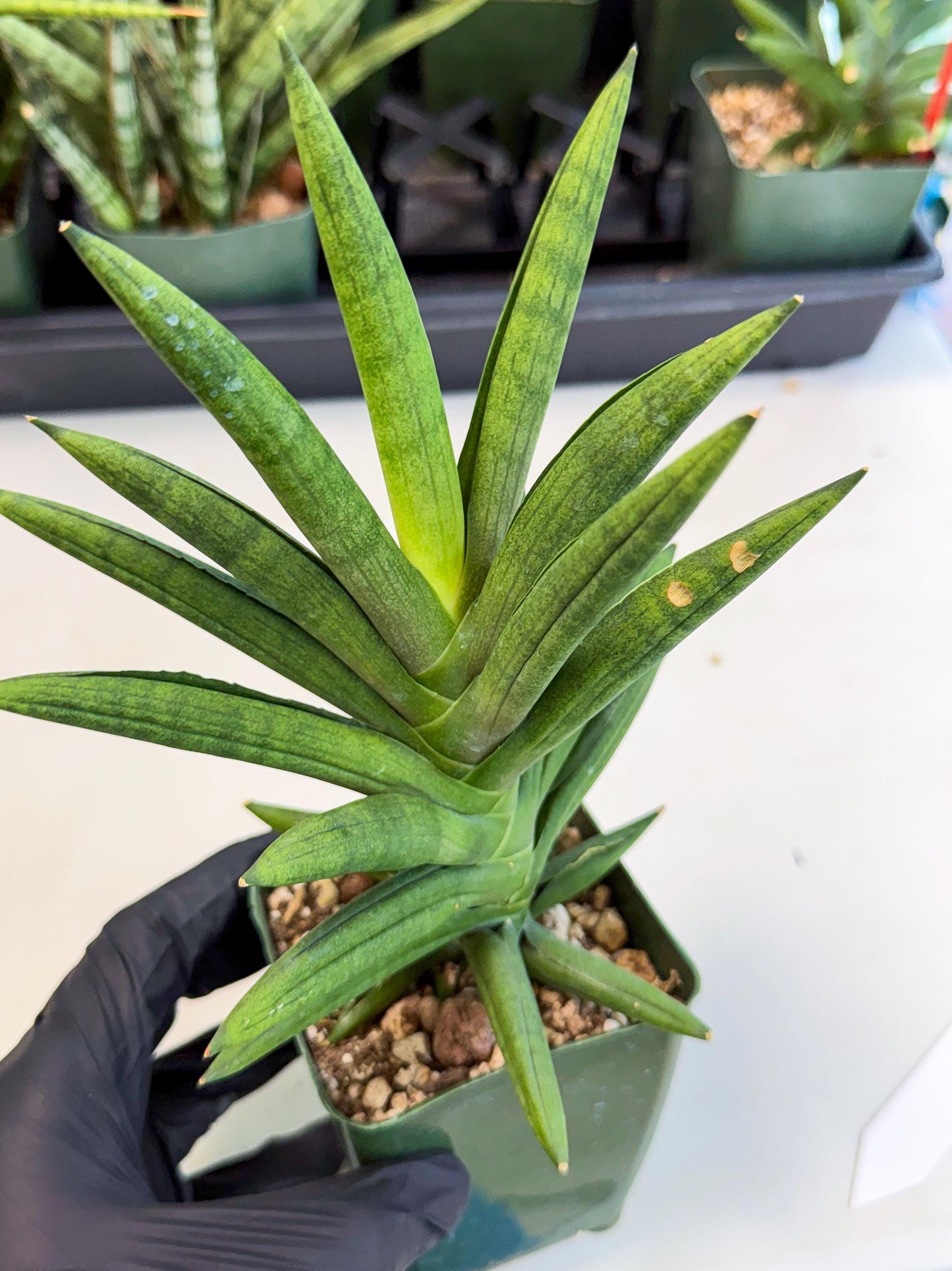 Sansevieria Virdi lisciu (xl2) (1) | Rare Hybrids