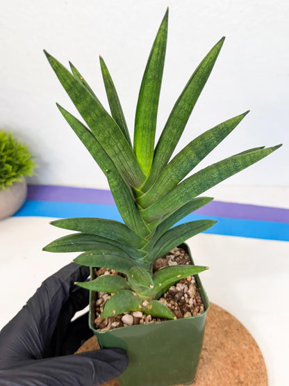 Sansevieria Virdi lisciu (xl2) (1) | Rare Hybrids