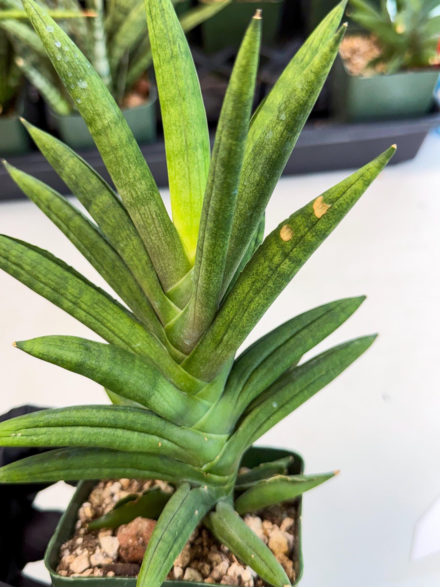 Sansevieria Virdi lisciu (xl2) (1) | Rare Hybrids