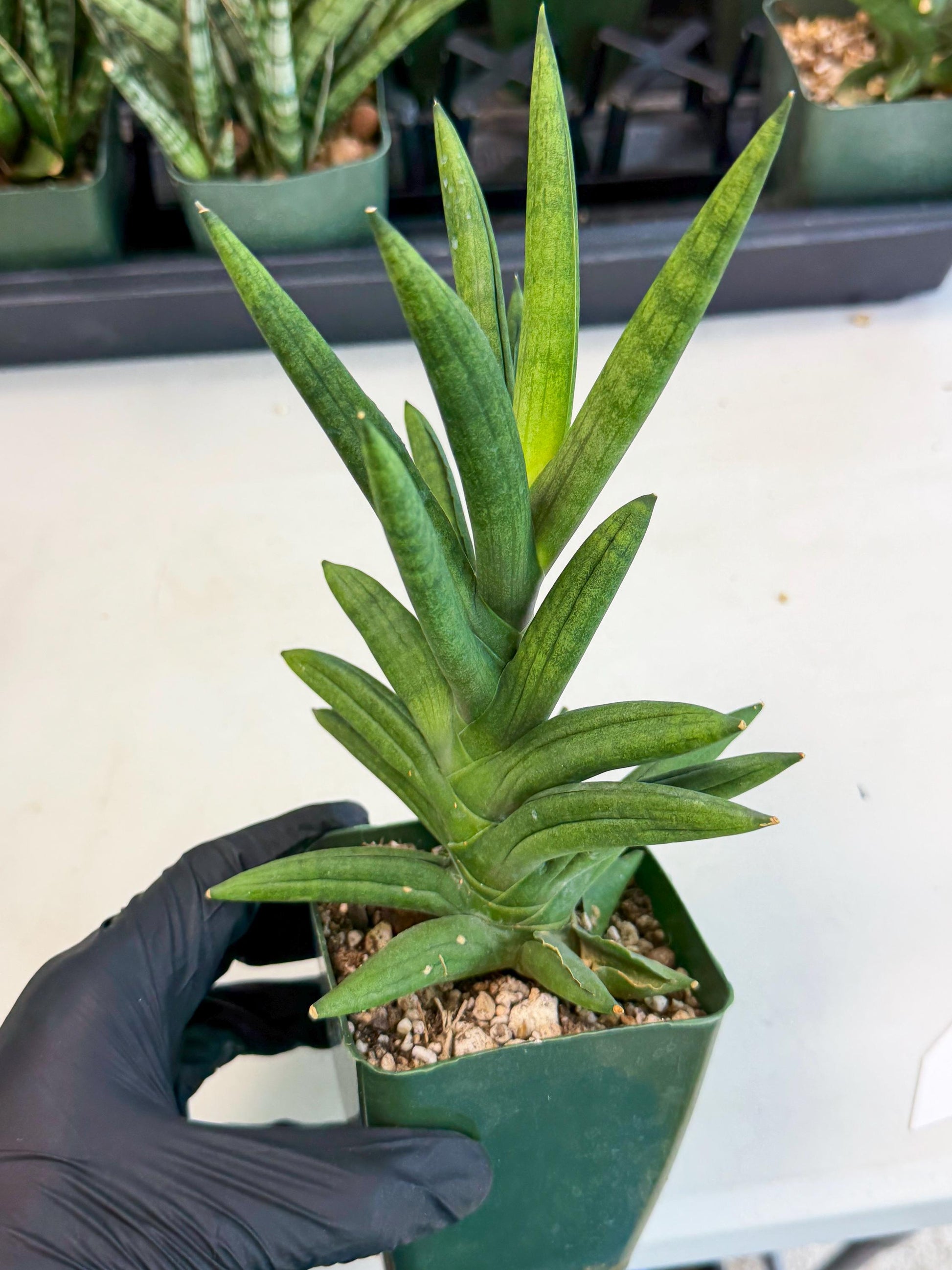 Sansevieria Virdi lisciu (xl2) (1) | Rare Hybrids