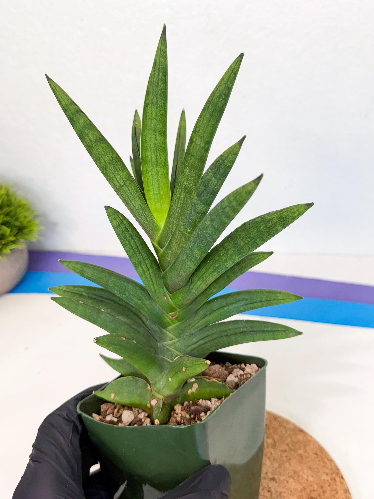 Sansevieria Virdi lisciu (xl2) (1) | Rare Hybrids