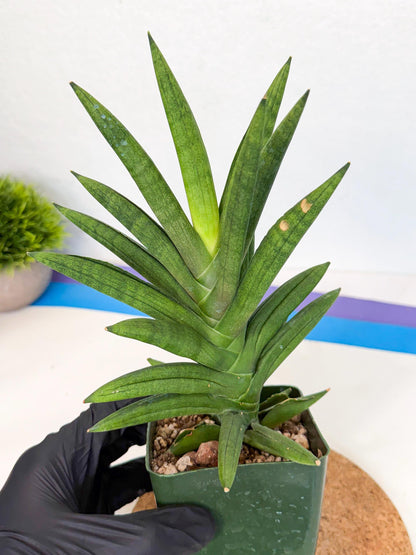 Sansevieria Virdi lisciu (xl2) (1) | Rare Hybrids