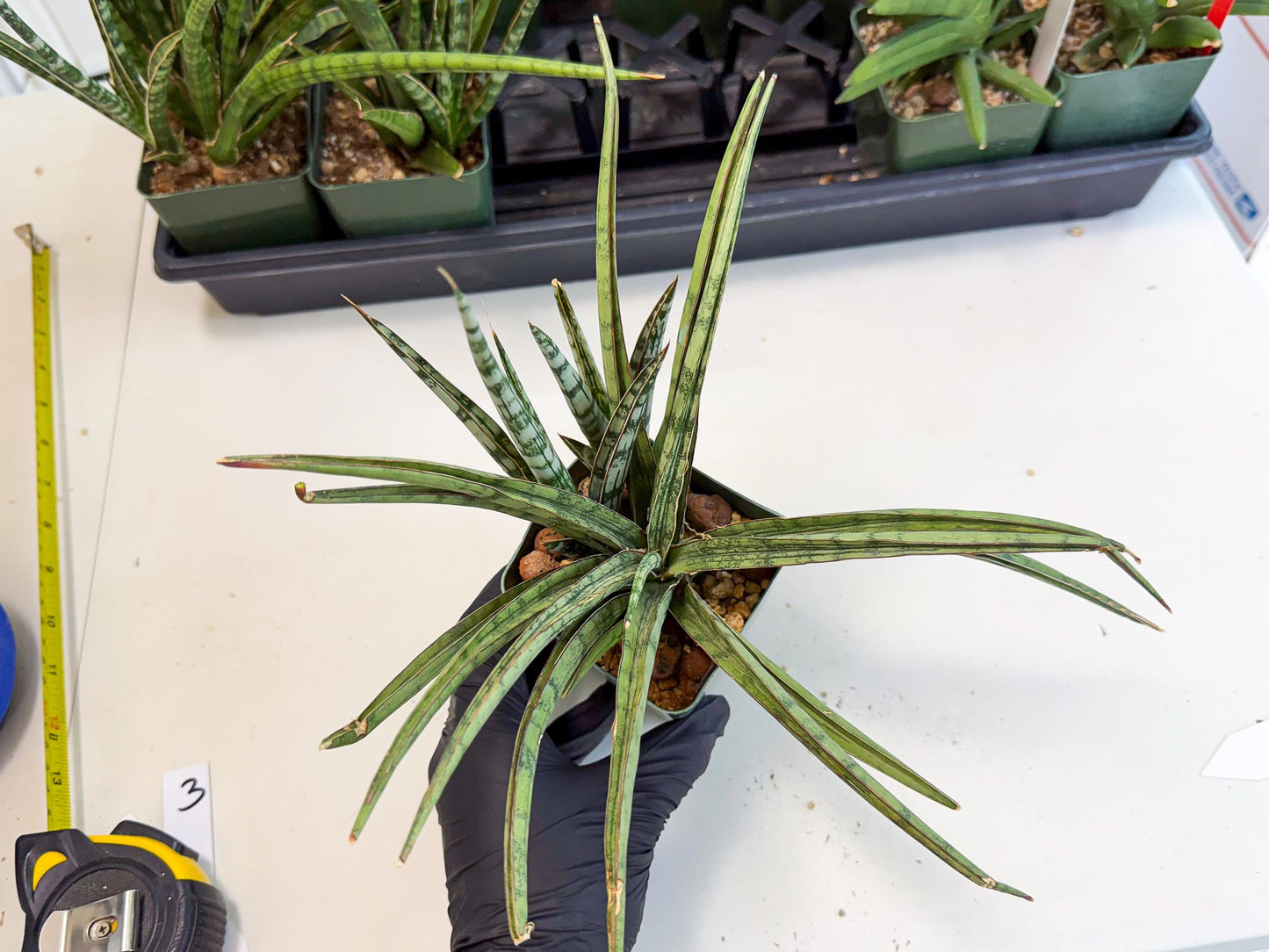 Sansevieria Crown up (xl2) (2) | Imported Sansevieria