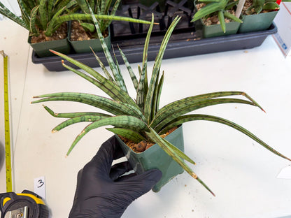 Sansevieria Crown up (xl2) (2) | Imported Sansevieria