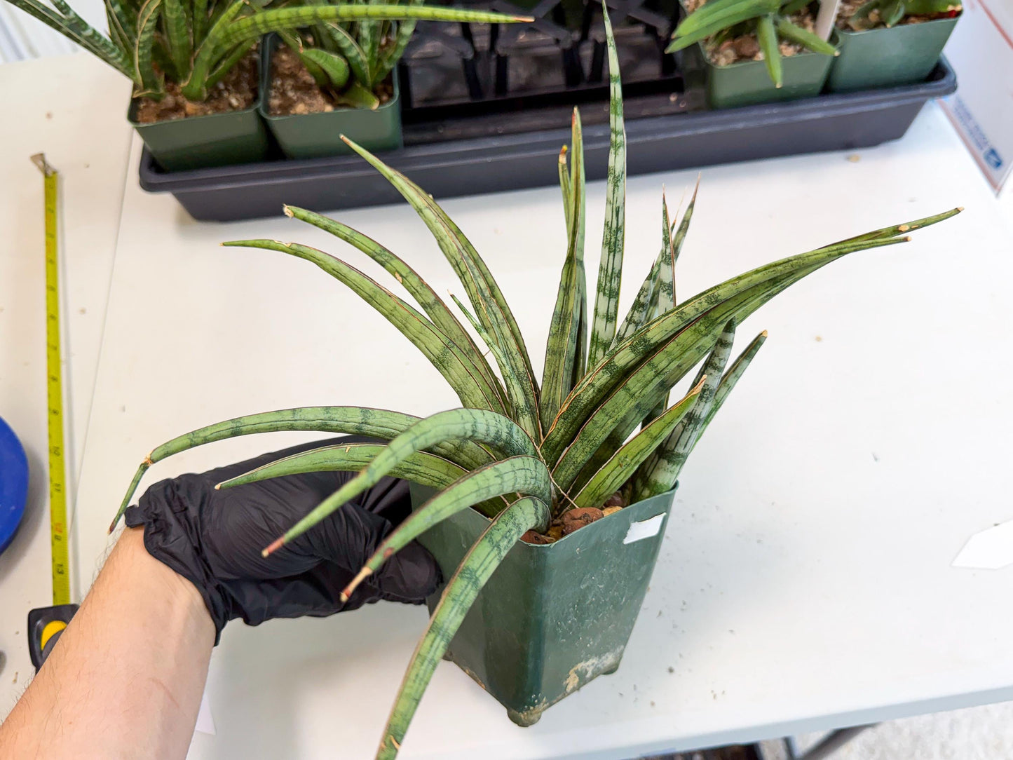 Sansevieria Crown up (xl2) (2) | Imported Sansevieria