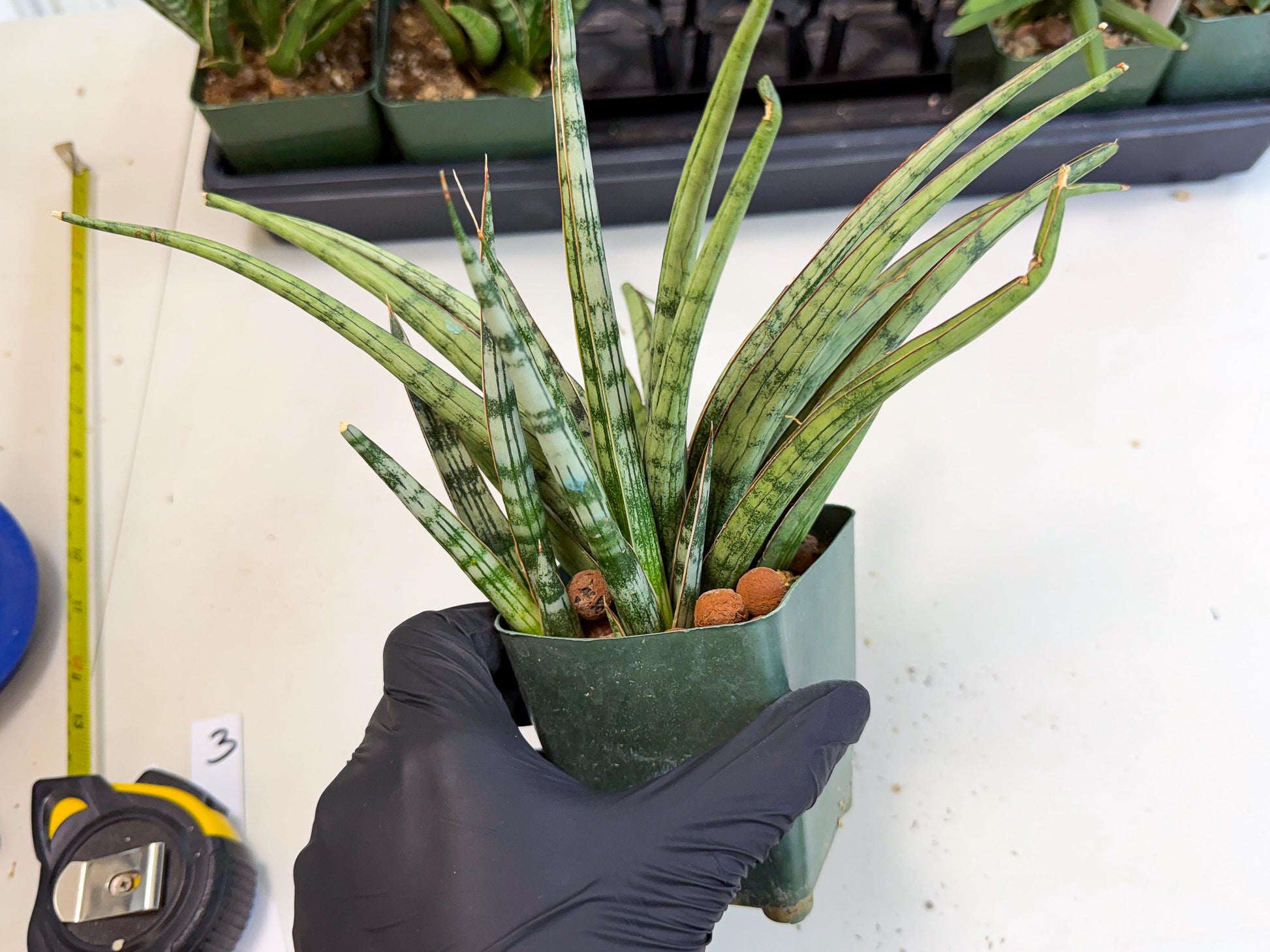 Sansevieria Crown up (xl2) (2) | Imported Sansevieria