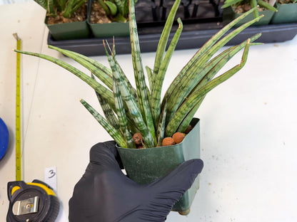 Sansevieria Crown up (xl2) (2) | Imported Sansevieria