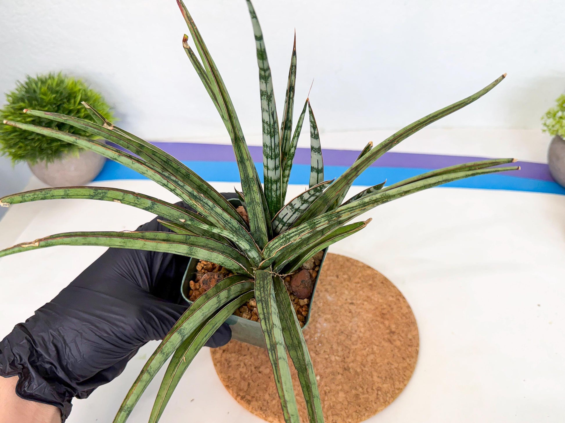 Sansevieria Crown up (xl2) (2) | Imported Sansevieria