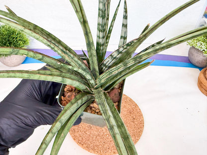 Sansevieria Crown up (xl2) (2) | Imported Sansevieria