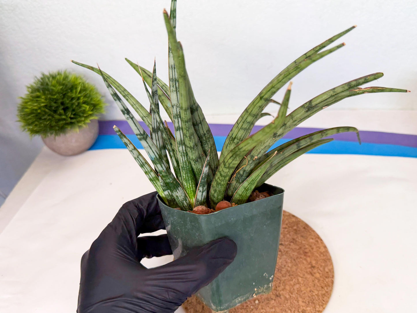Sansevieria Crown up (xl2) (2) | Imported Sansevieria