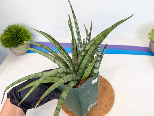 Sansevieria Crown up (xl2) (2) | Imported Sansevieria