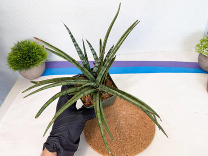 Sansevieria Crown up (xl2) (2) | Imported Sansevieria