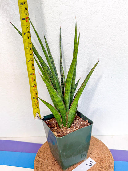 Sansevieria Crown up (xl2) (3) | Imported Sansevieria