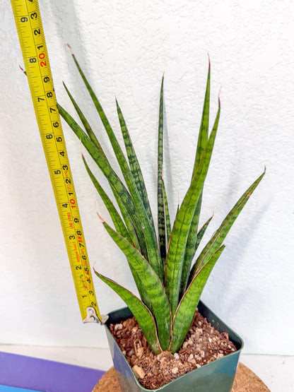 Sansevieria Crown up (xl2) (3) | Imported Sansevieria