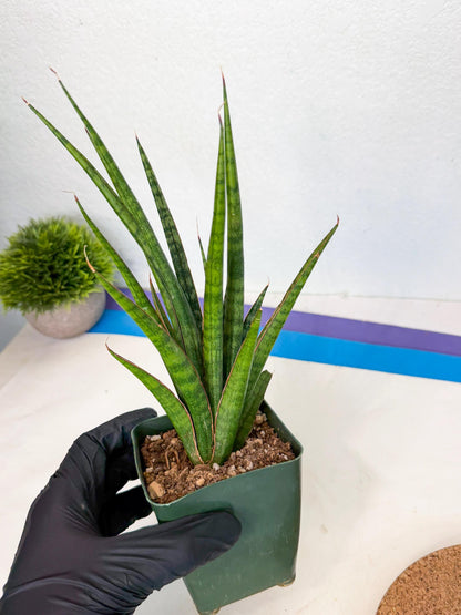 Sansevieria Crown up (xl2) (3) | Imported Sansevieria
