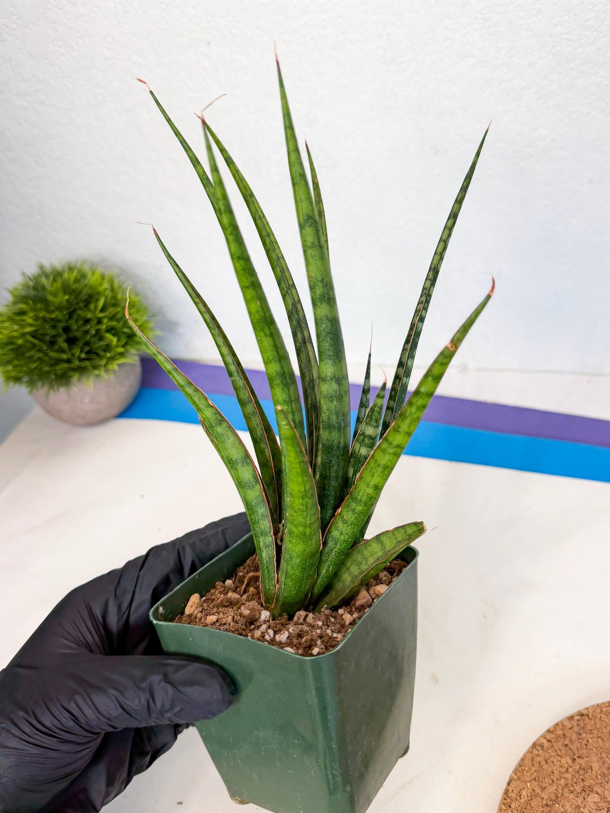 Sansevieria Crown up (xl2) (3) | Imported Sansevieria
