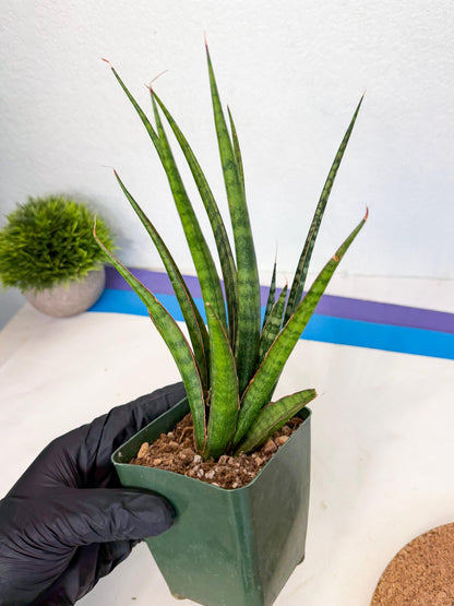 Sansevieria Crown up (xl2) (3) | Imported Sansevieria