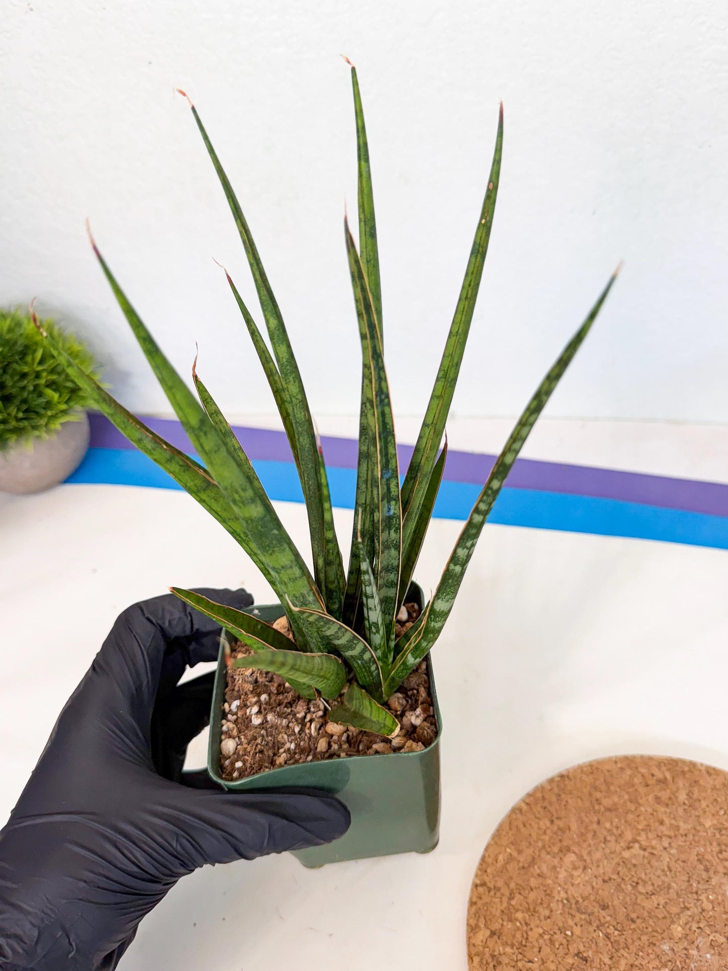 Sansevieria Crown up (xl2) (3) | Imported Sansevieria
