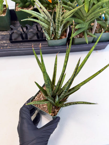 Sansevieria Crown up (xl2) (3) | Imported Sansevieria