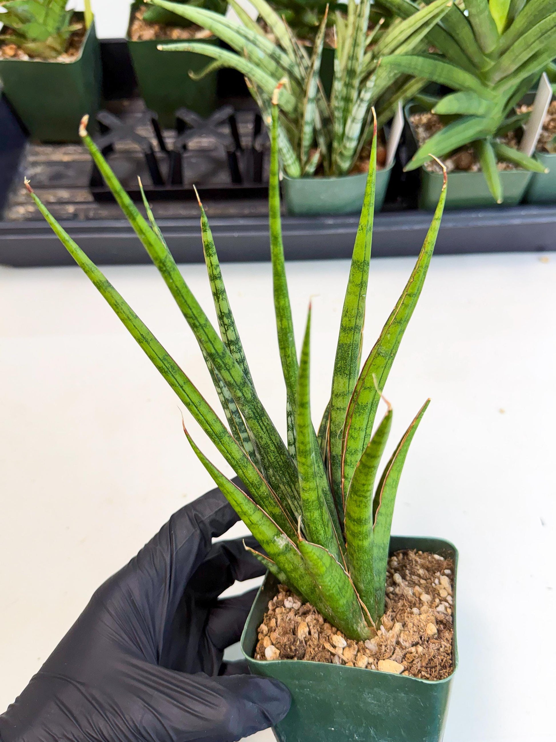 Sansevieria Crown up (xl2) (3) | Imported Sansevieria