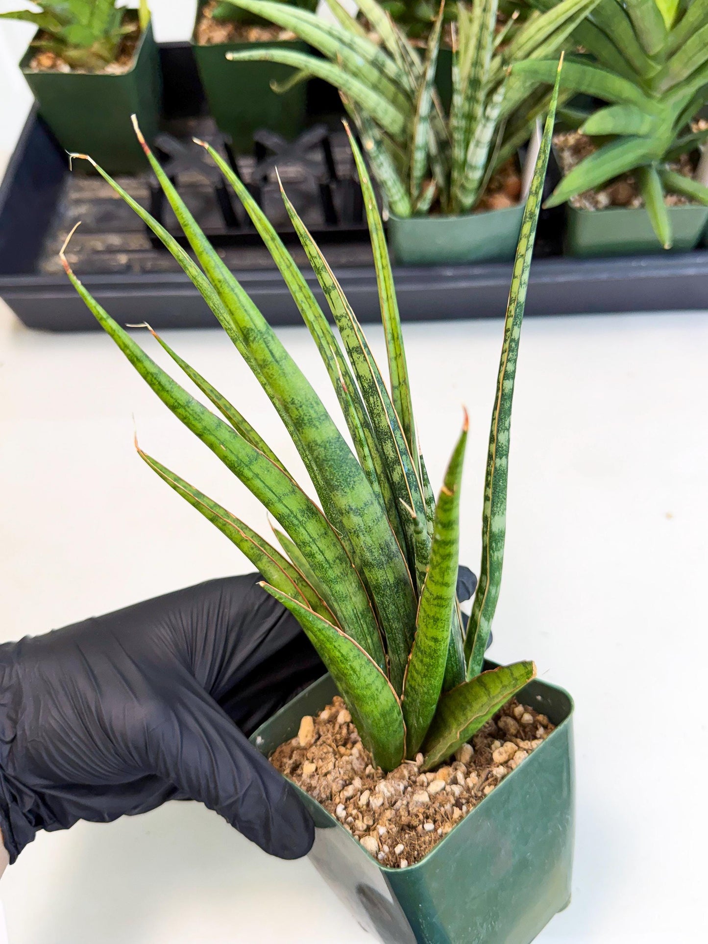 Sansevieria Crown up (xl2) (3) | Imported Sansevieria