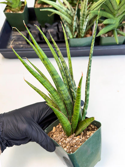 Sansevieria Crown up (xl2) (3) | Imported Sansevieria