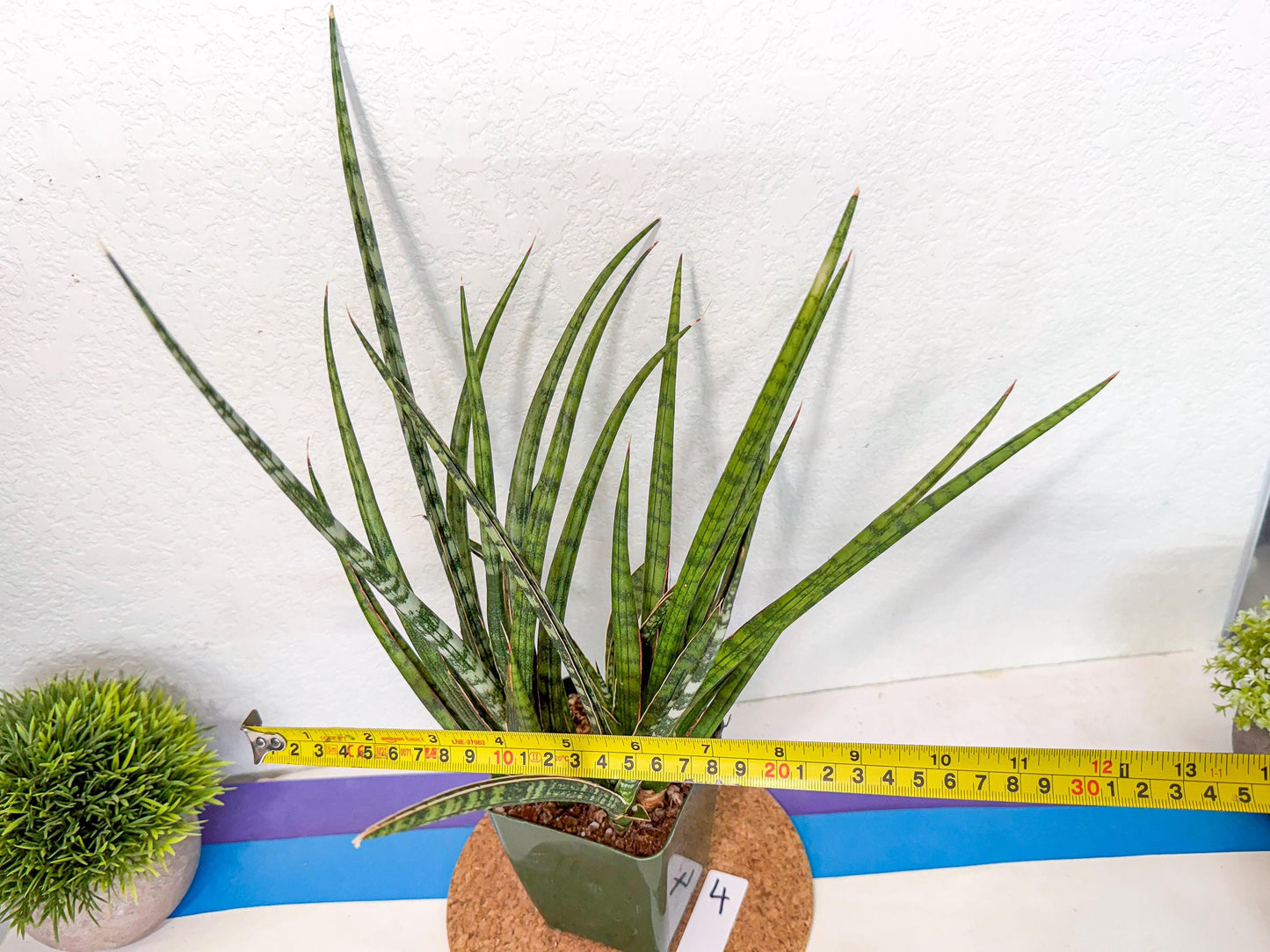 Sansevieria Crown up (xl2) (4) | Imported Sansevieria