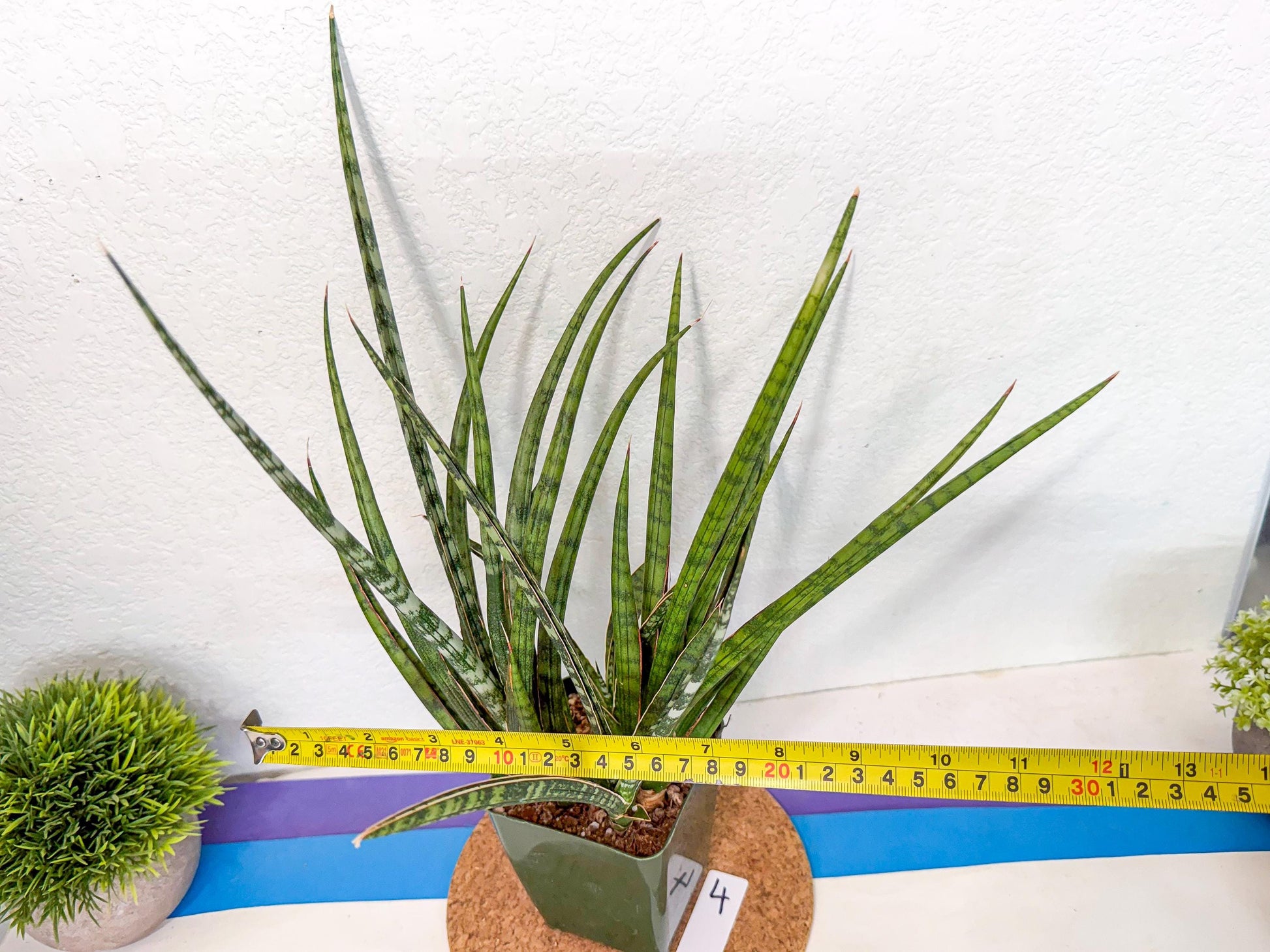 Sansevieria Crown up (xl2) (4) | Imported Sansevieria