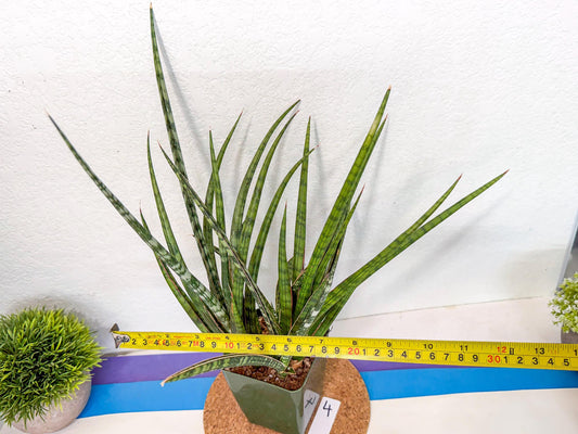 Sansevieria Crown up (xl2) (4) | Imported Sansevieria