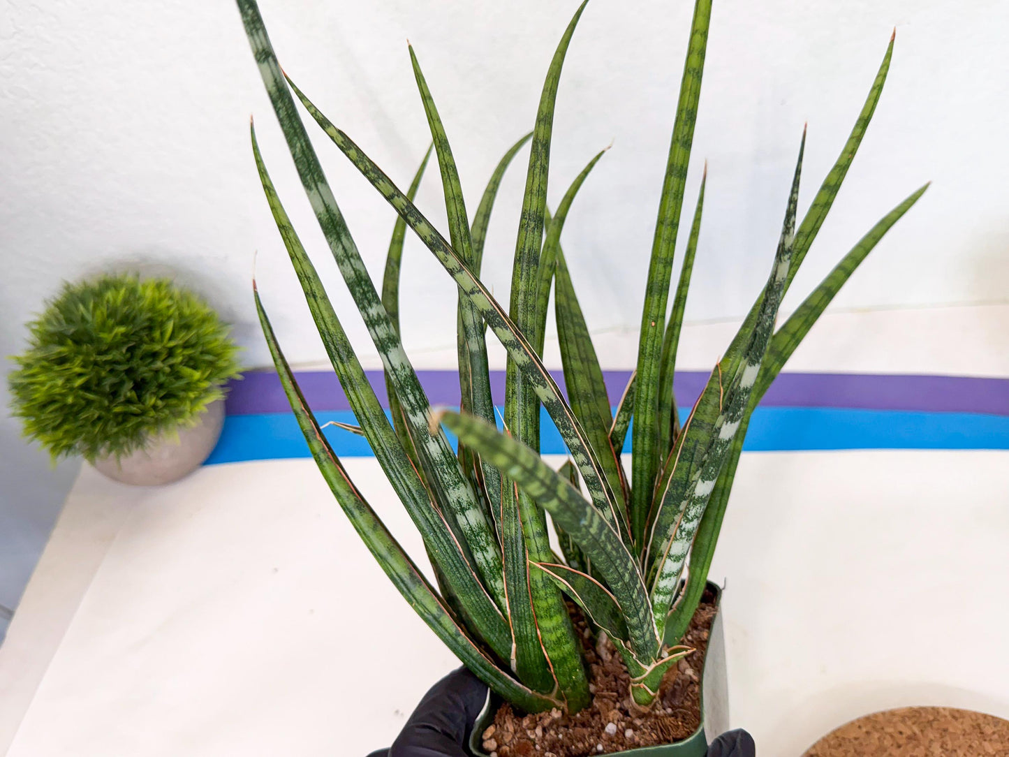 Sansevieria Crown up (xl2) (4) | Imported Sansevieria