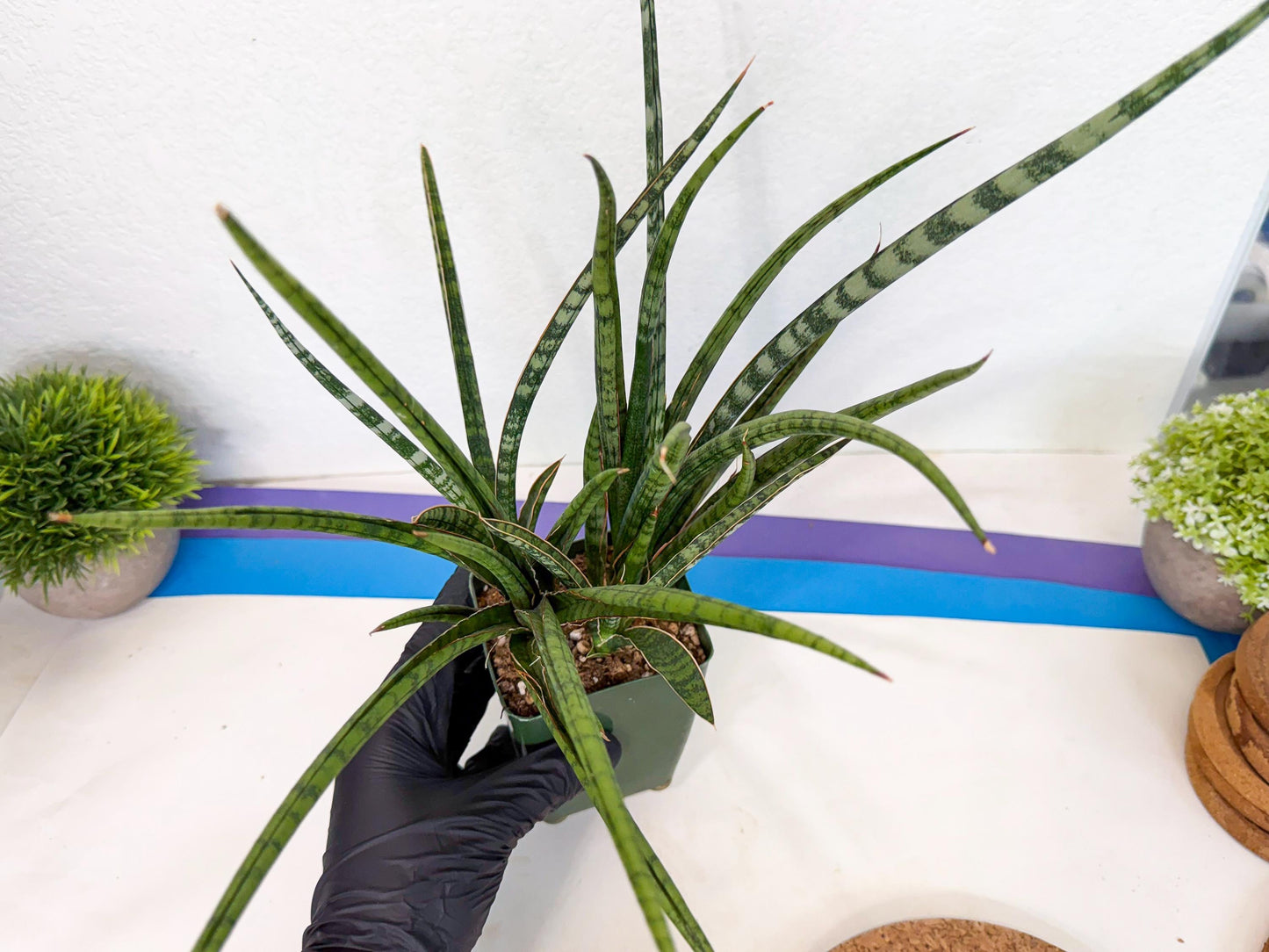 Sansevieria Crown up (xl2) (4) | Imported Sansevieria