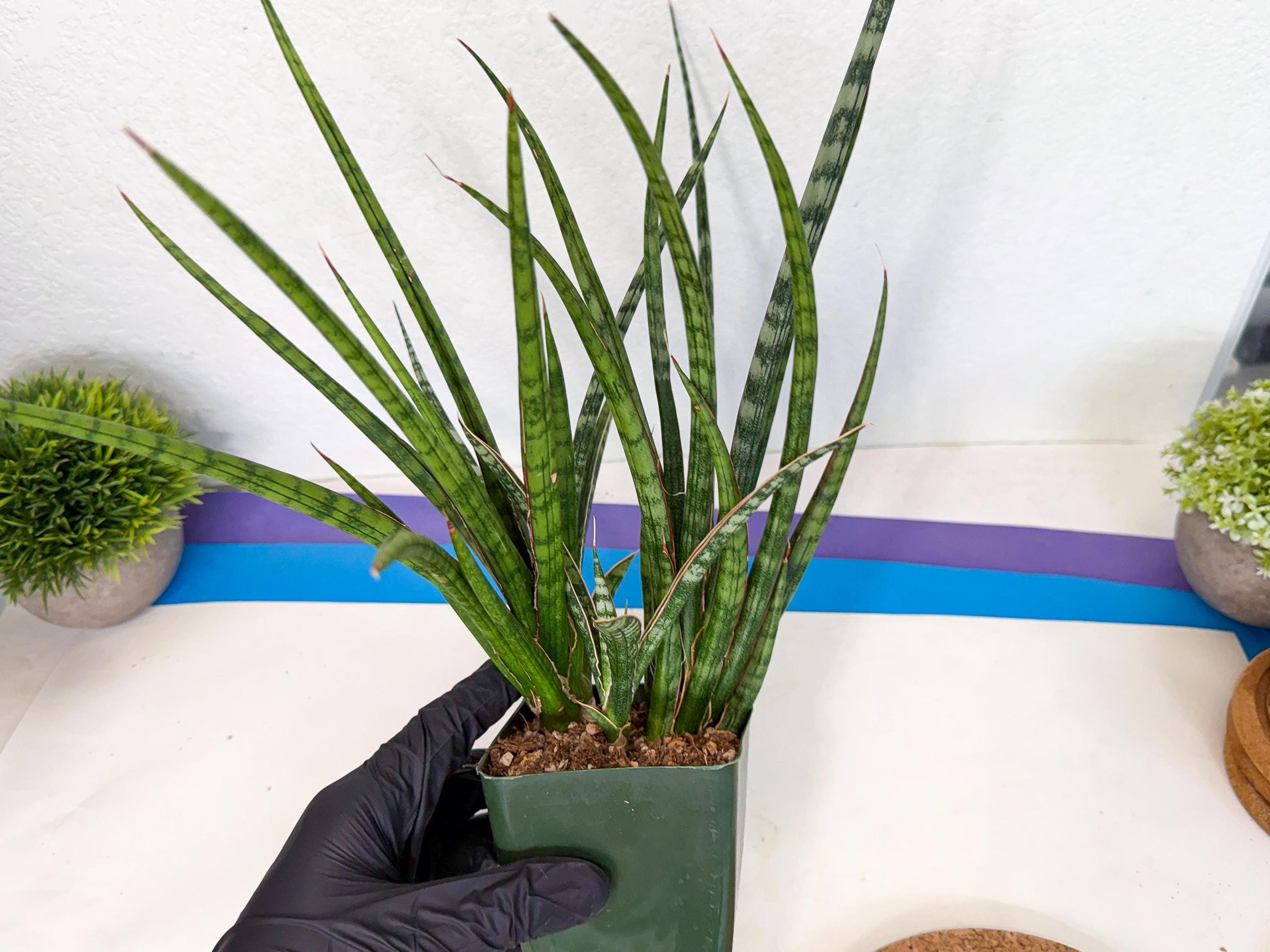 Sansevieria Crown up (xl2) (4) | Imported Sansevieria