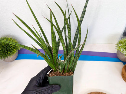 Sansevieria Crown up (xl2) (4) | Imported Sansevieria