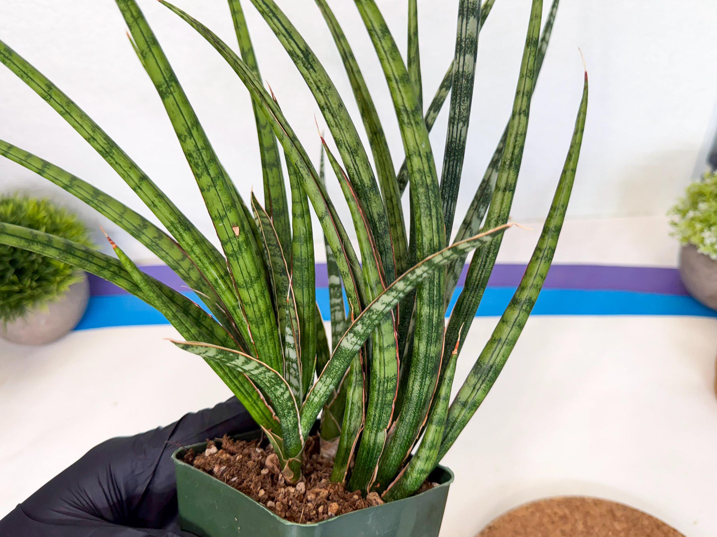 Sansevieria Crown up (xl2) (4) | Imported Sansevieria