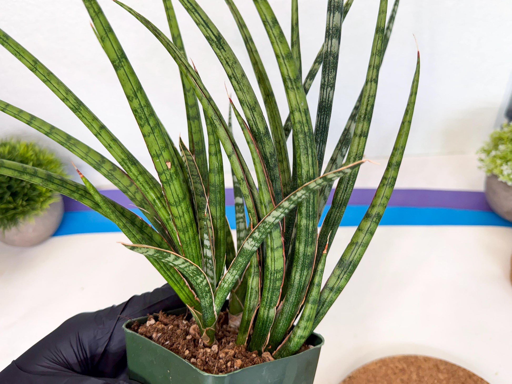 Sansevieria Crown up (xl2) (4) | Imported Sansevieria
