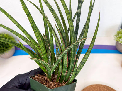 Sansevieria Crown up (xl2) (4) | Imported Sansevieria