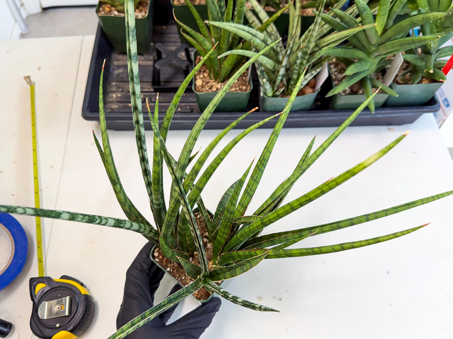 Sansevieria Crown up (xl2) (4) | Imported Sansevieria