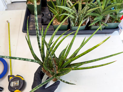 Sansevieria Crown up (xl2) (4) | Imported Sansevieria
