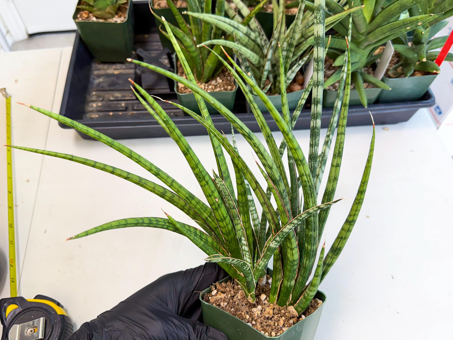 Sansevieria Crown up (xl2) (4) | Imported Sansevieria